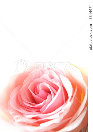 rose flowers 8844474