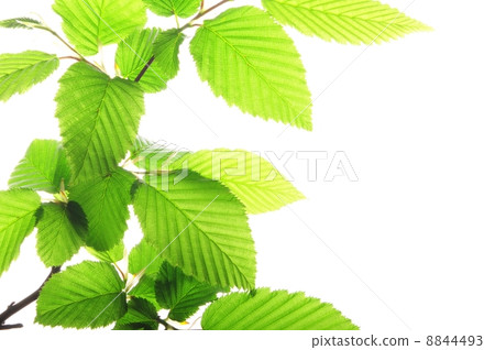 green leaves 8844493
