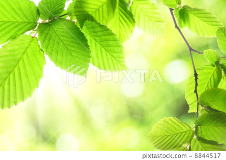 green summer leaves 8844517