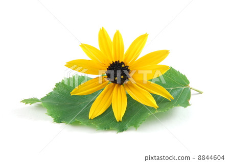flower flower 8844604