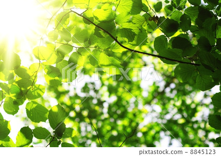 leaves and copyspace leaves and copyspace 8845123