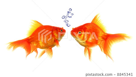 goldfish goldfish 8845341