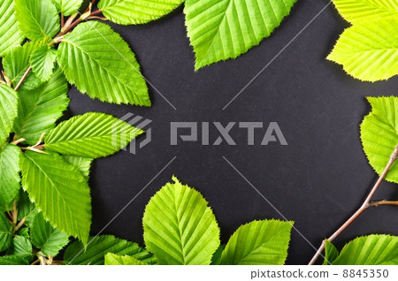 leaves and copyspace leaves and copyspace 8845350