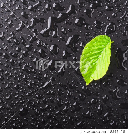 leaf leaf 8845418