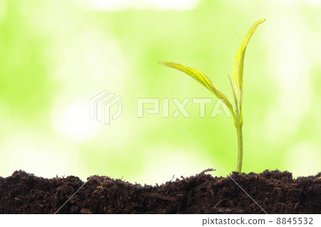 growth concept growth concept 8845532