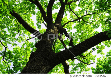 trees in the woods trees in the woods 8845879