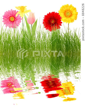 daisy flower 8848226
