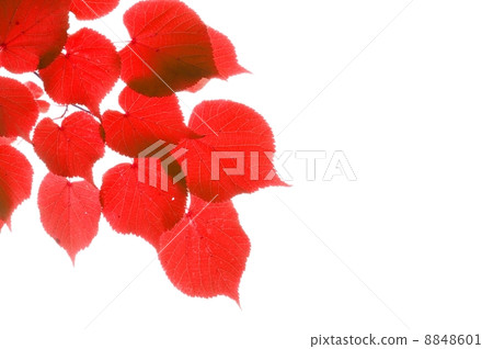 red fall leaves red fall leaves 8848601