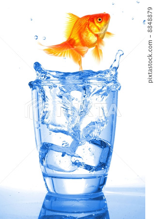 goldfish 8848879