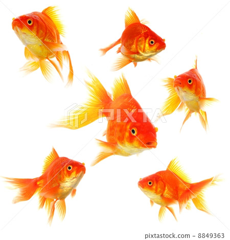 goldfish goldfish 8849363