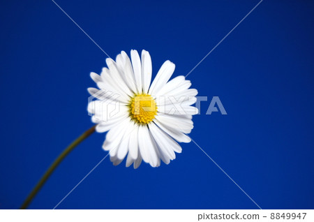 daisy under blue spring sky 8849947