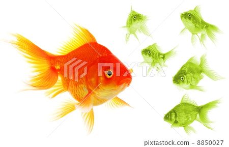 individual goldfish individual goldfish 8850027