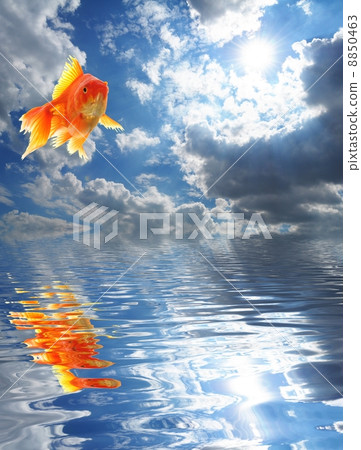 blue sky and goldfish blue sky and goldfish 8850463