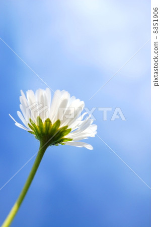 daisy under blue sky daisy under blue sky 8851906