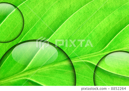 fresh green leaf with water droplet 8852264