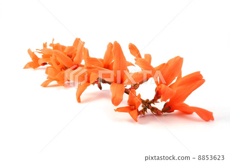 wellness flowers wellness flowers 8853623