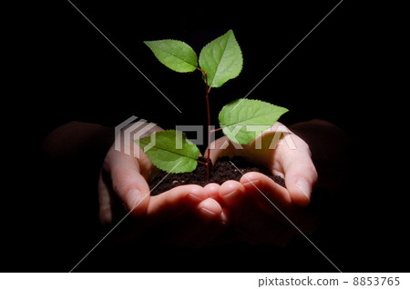 hands soil and plant showing growth hands soil and plant showing growth 8853765