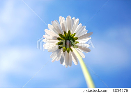 daisy under blue sky daisy under blue sky 8854376