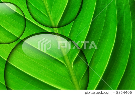 fresh green leaf with water droplet 8854406