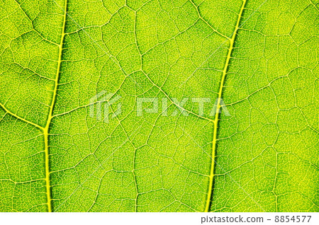 structure and texture of green leaf 8854577