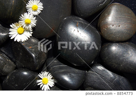 daisy flowers on black stones daisy flowers on black stones 8854773