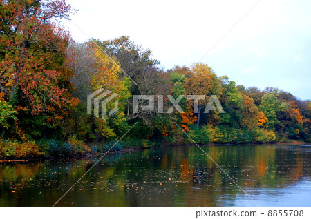 autumnal forest un der blue sky autumnal forest un der blue sky 8855708