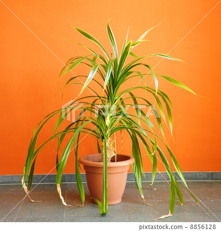 pooted plant and copyspace pooted plant and copyspace 8856128