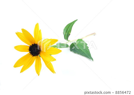 flower flower 8856472