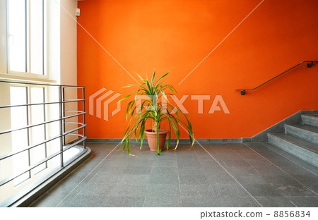 plant in pot on a orange wall plant in pot on a orange wall 8856834