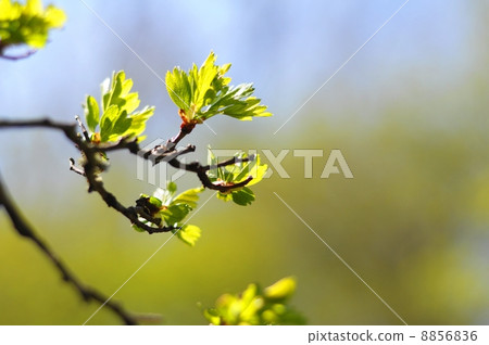 summer nature summer nature 8856836