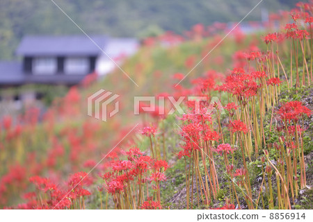 Cluster amaryllis Cluster amaryllis 8856914