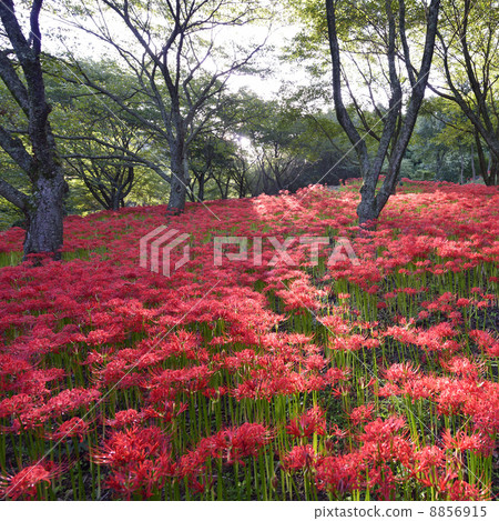 群集孤挺花 8856915