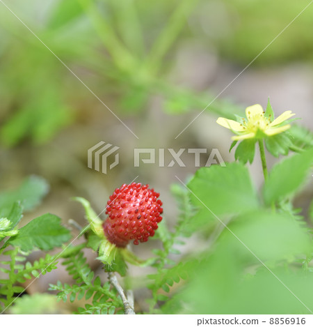 Yabu snake strawberry Yabu snake strawberry 8856916