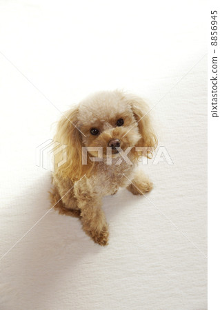 Toy Poodle with Lens Look Toy Poodle with Lens Look 8856945