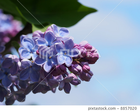 Blue Sky and Blue Lucky Lilac Blue Sky and Blue Lucky Lilac 8857020