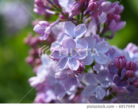 Purple lucky lilac 8857049