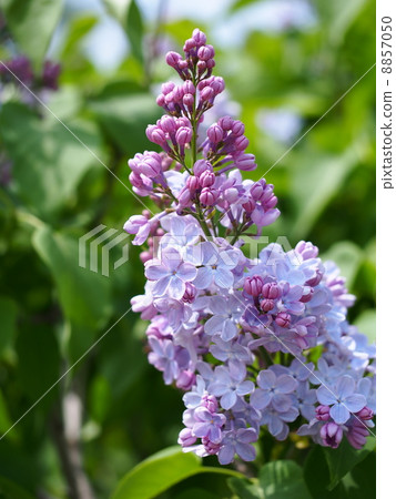 Purple lucky lilac Purple lucky lilac 8857050