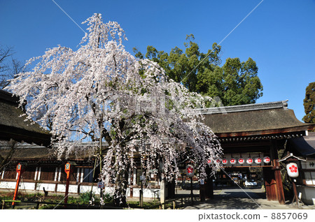 Kyoto Hirano Shrine Sakura Kyoto Hirano Shrine Sakura 8857069