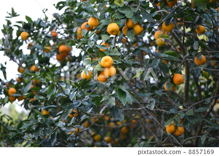 Vinegar Mandarin 8857169