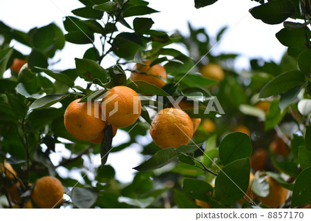 Vinegar Mandarin 8857170