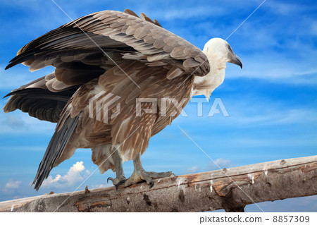 Griffon vulture against sky 8857309