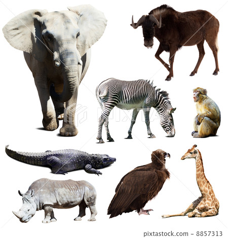 Set of few african animals Set of few african animals 8857313