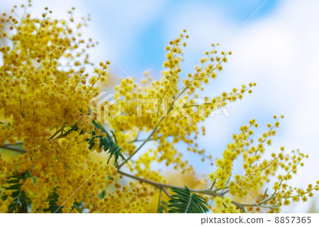 Acacia dealbata branches against sky 8857365