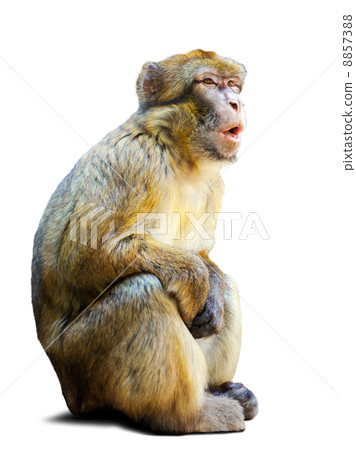 Barbary macaque over white background Barbary macaque over white background 8857388
