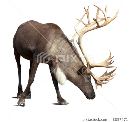 male reindeer over white with shade 8857471