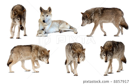 Set of few wolves over white with shade Set of few wolves over white with shade 8857917
