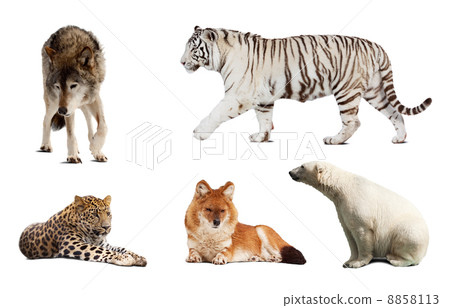Set of Carnivora mammal. Isolated over white 8858113