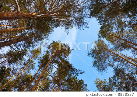 pine forest in winter day pine forest in winter day 8858587