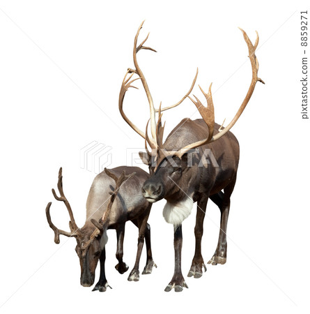 Two Reindeer Two Reindeer 8859271