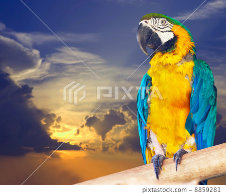 Green-winged macaw against sunset Green-winged macaw against sunset 8859281